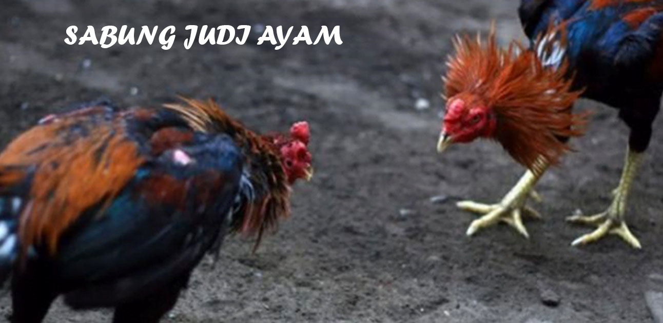 Permainan Sabung Judi Ayam Online Serta Kelebihannya